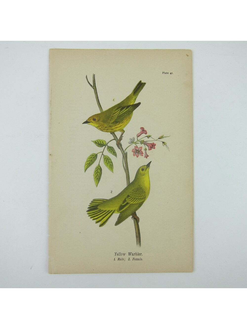 Bird Lithograph Print Yellow Warbler after John James Audubon Antique 1890